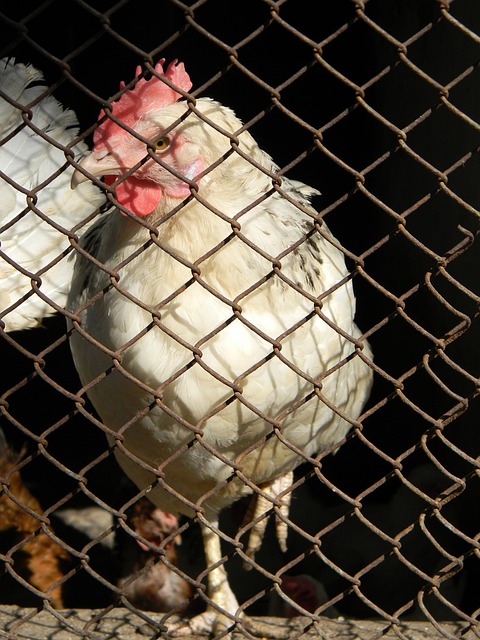 img2.jpg